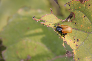 garden chafer