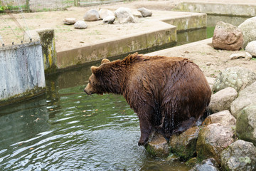 brown bear bathing in water