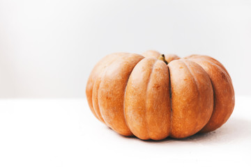 One  autumn ripe  pumpkin on white background .Season gardening vegetable concept