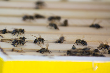 The bees inside a beehive in field
