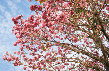 Pink flowers and blue sky