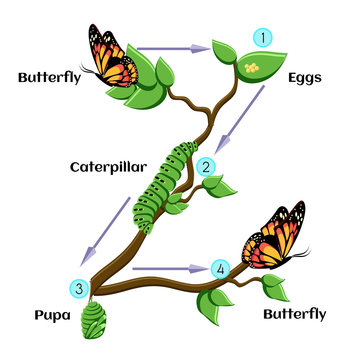 Life cycle of butterfly.