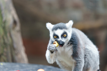 lemur in a zoo eating fruit