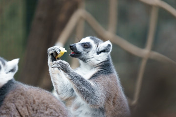 Naklejka na ściany i meble lemur in a zoo eating fruit