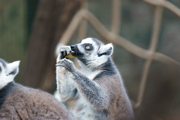 Fototapeta premium lemur in a zoo eating fruit