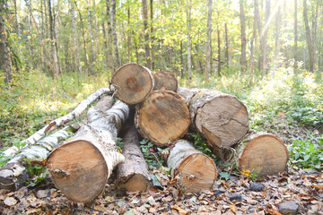 Birch firewood in the forest