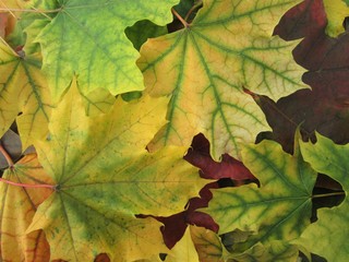 Maple leaves. Autumn background.