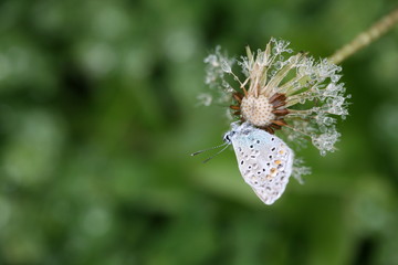 small butterfly with raindrops on wings