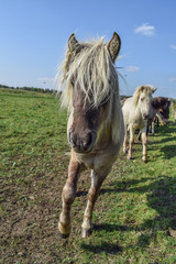 Obraz premium Horses in the meadow
