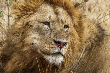 Lion portrait
