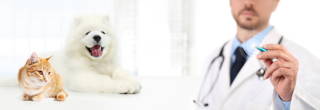 Veterinary doctor touch screen with pen dog and cat on white background. Vet clinic care concept