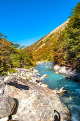 Forest in Torres del Paine National Park in Autumn, Patagonia, Chile