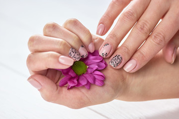 Fototapeta premium Beautiful chrysanthemum in female hands. Gentle beige manicure with black art. Women arms treatment and care.