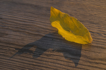 Yellow leaf on wooden background