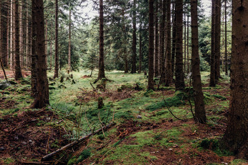 Fichten stehen im Nadelwald, Natur im Nationalpark Harz