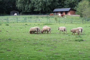 sheep