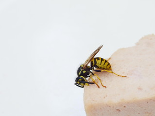 Wespe beisst sich ein Stück Wurst ab