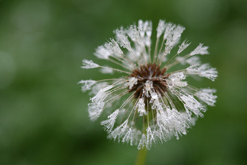 raindrops on dandelion