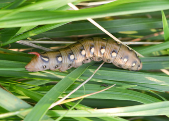 Caterpillar