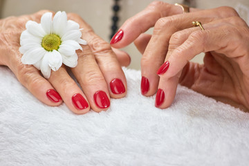 Female hands with manicure on towel. Beautiful red manicure with white chrysanthemum and towel close up.