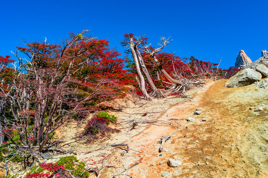 Forest in Torres del Paine National Park in Autumn, Patagonia, Chile