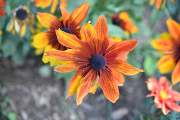 Rudbeckia jaune et rouge en été au jardin