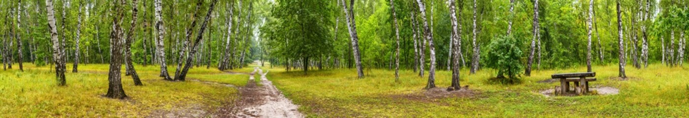 Fototapeta na wymiar Birch grove with a road and bench on sunny summer day, huge panorama