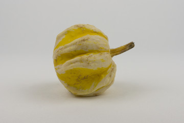 kürbis dekoration im herbst für gastronomie oder halloween