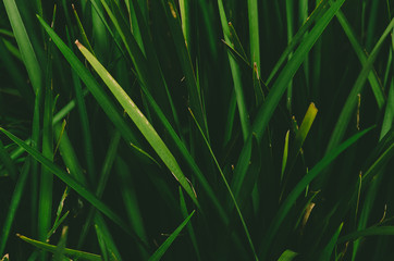 Dark green grass