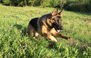 German shepherd runs in the summer park