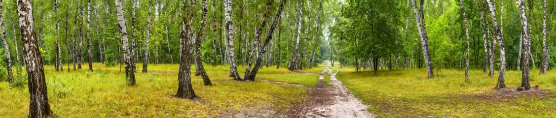 Birch grove with a road on sunny summer day, huge panorama