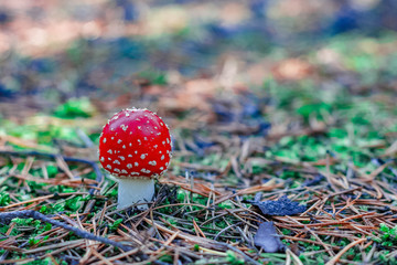 Red poisonous Amanita mushroom