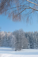 Fototapeta na wymiar Beautiful winter countryside in Czech Republic with blue sky, Jeseniky, Rejviz