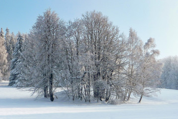 Fototapeta na wymiar Beautiful winter countryside in Czech Republic with blue sky, Jeseniky, Rejviz