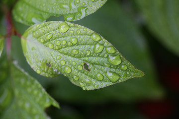 raindrops on leaves