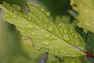 raindrops on leaves