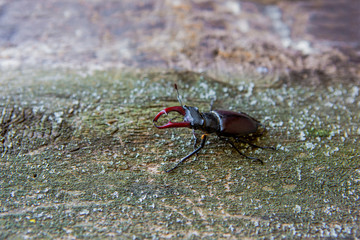 Stag beetle on a wooden. Rhinoceros beetle. Battle Beetle