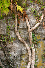 Climbing old plants growing on vintage stone wall