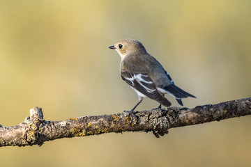 pied flycatcher