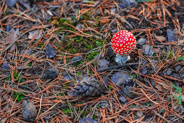 Red poisonous Amanita mushroom