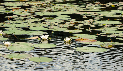 lake with blooming white water lilies