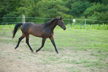 Young horse running around on the field