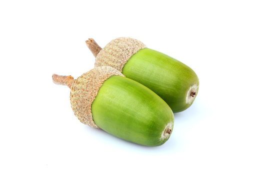 Two Green Acorns Isolated Closeup.