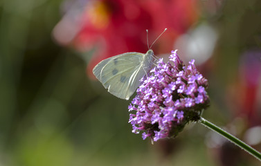 Großer Kohlweißling (Pieris brassicae)