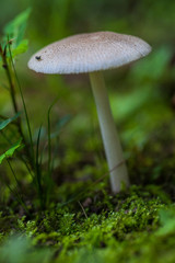 Wild Mushroom
