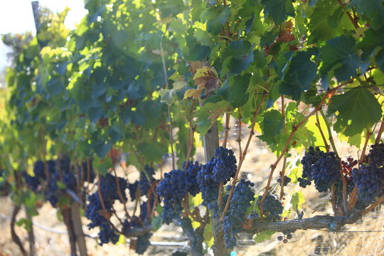 Wine Grape Harvest