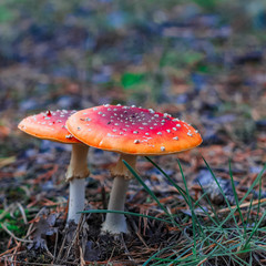 Red poisonous Amanita mushrooms