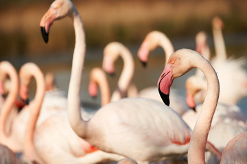 Naklejka premium Pink flamingos