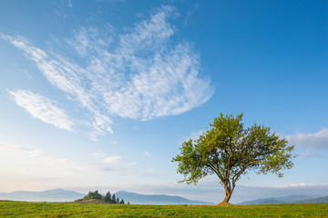 Lonely tree and  morning mountain landscape.