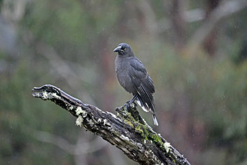Magpie in rainforest Tasmania